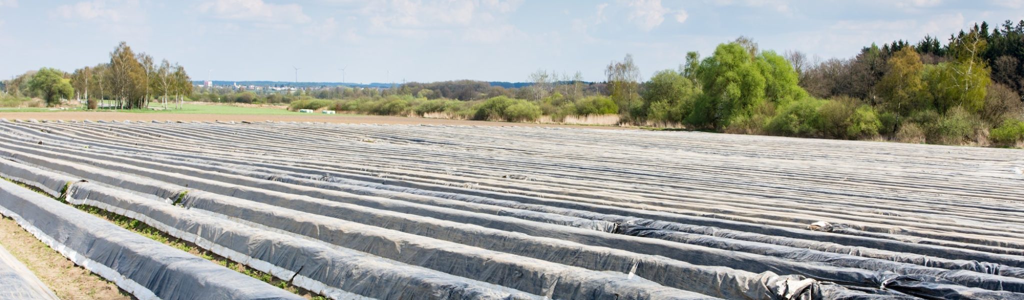 Asparagus field covered with plastic foil