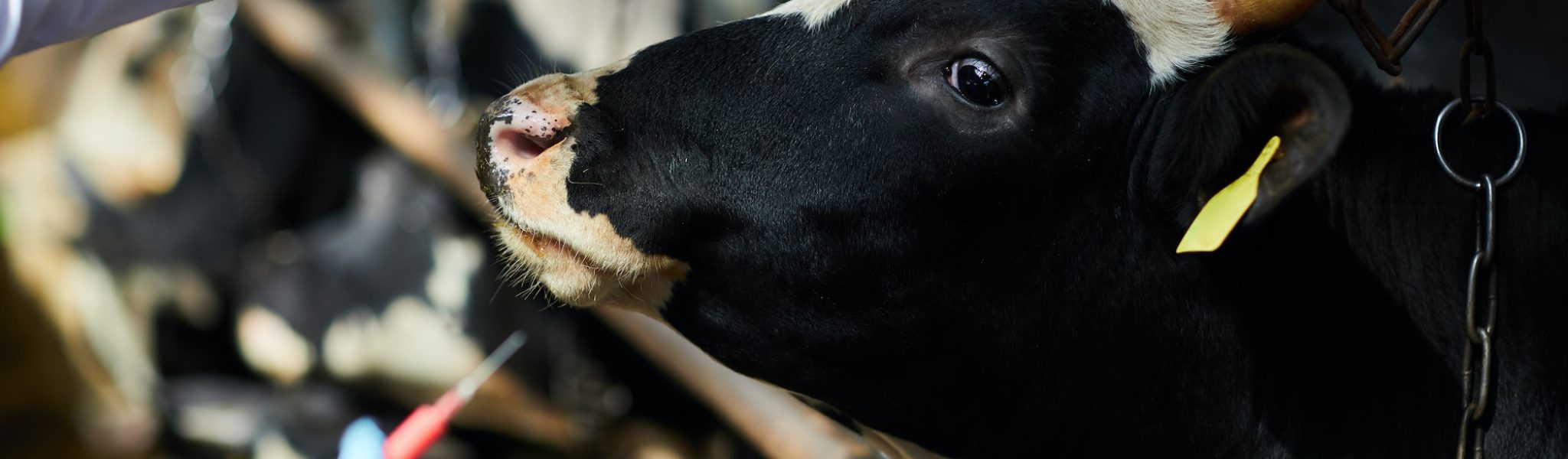 Cow having injection