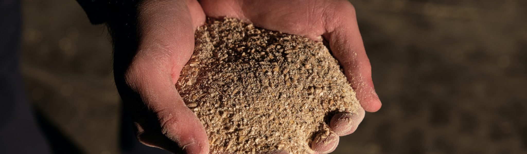 Crop farmer showing compound feed at farm