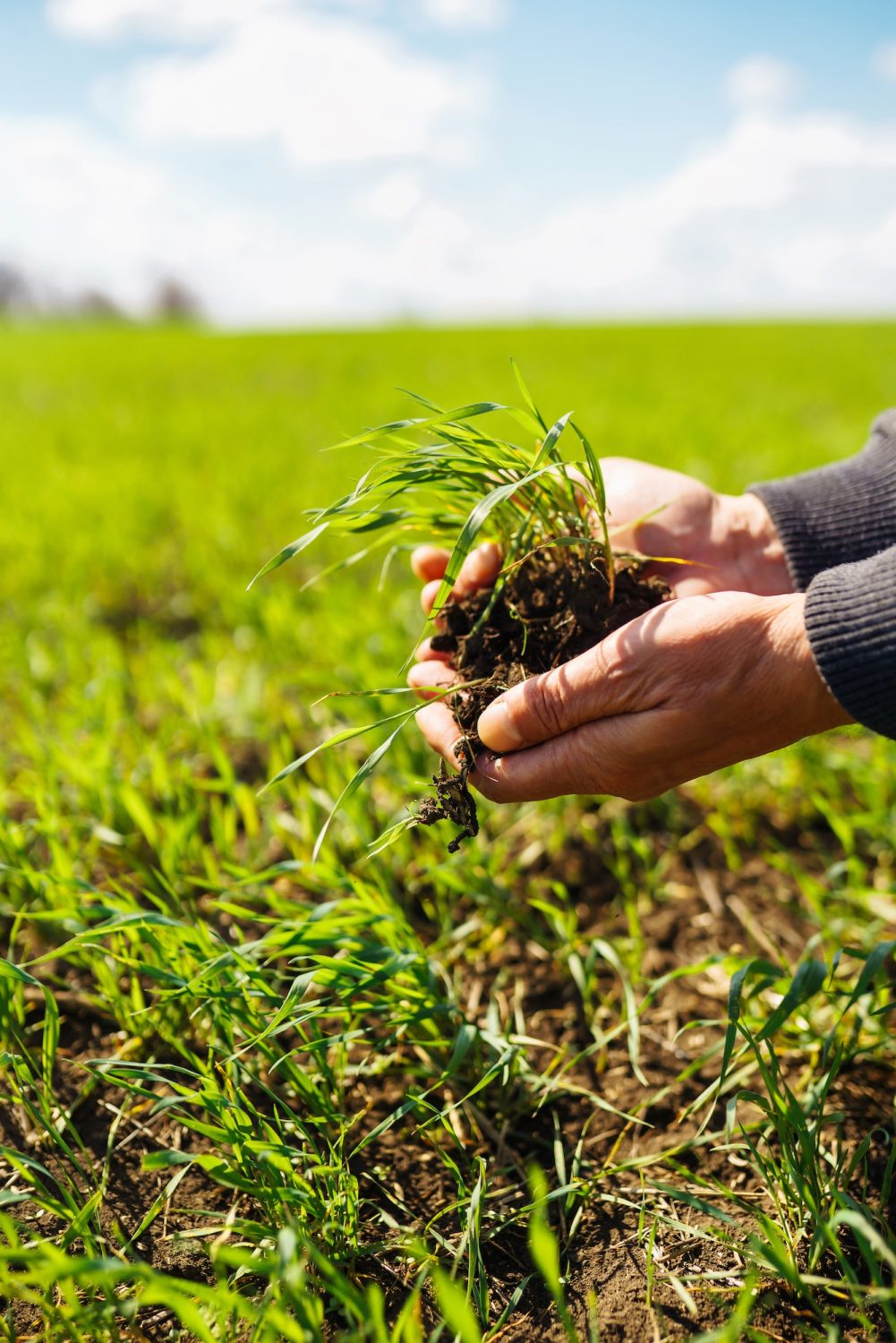 Young Green wheat seedlings in the hands of a farmer. Agronomist checks and explores sprouts of rye.