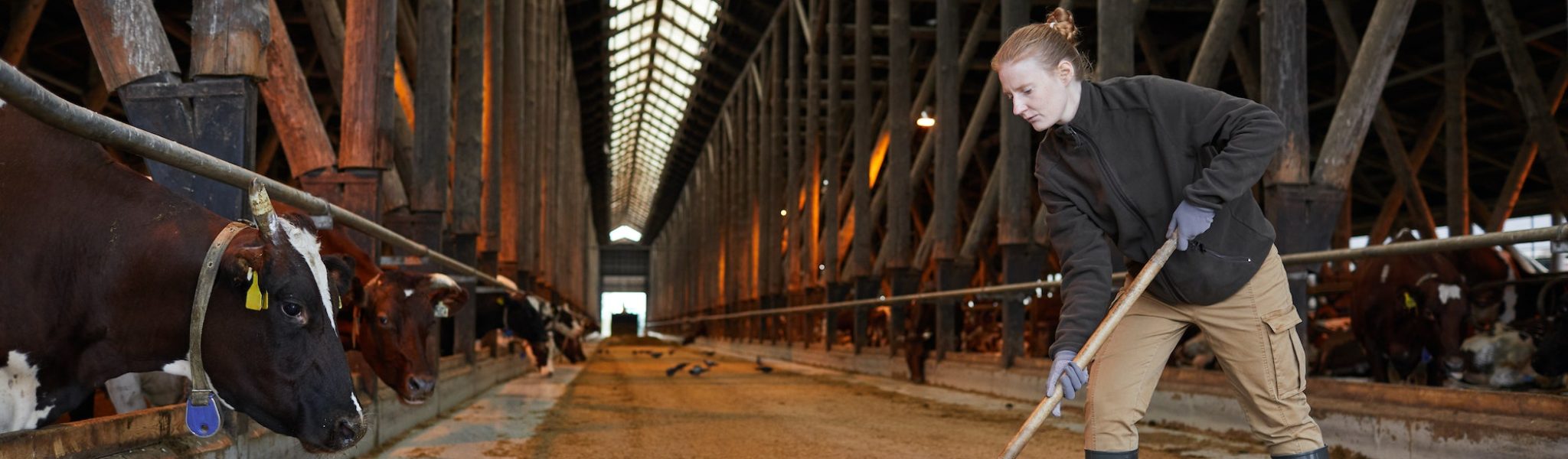 Young Woman Cleaning Livestock Shed at Farm